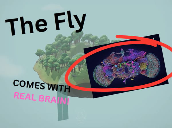 the fly