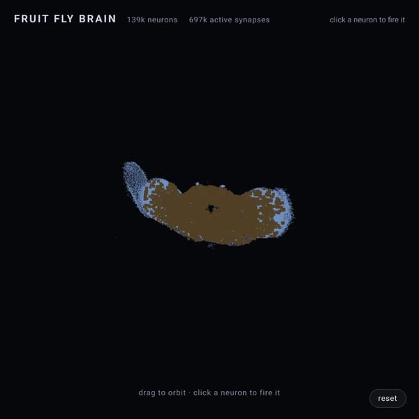 Fruit Fly Brain