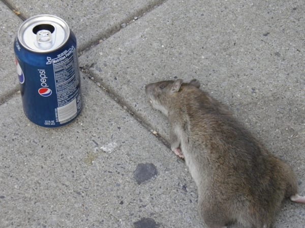 Rat Pepsi