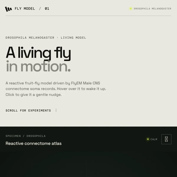 Fly Model