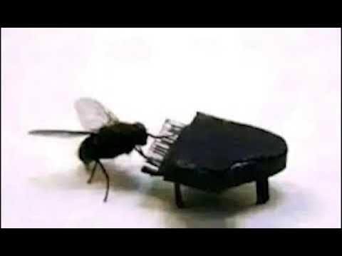 FruitFly NeuronMap(Laggy)