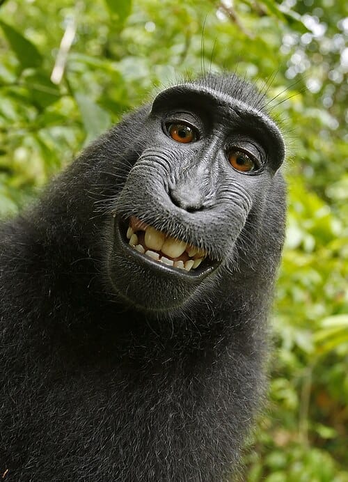 Monke Giver