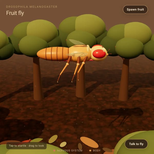 Fruit Fly