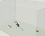 Fly in a Box