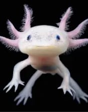 Axolotl Arcade