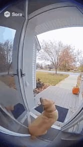 Bark City