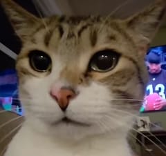 Memekemon