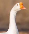 Goose Farm