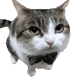 Pipi