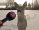 DanyTheDeer