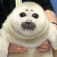 sealwaffle