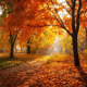 AutumnLeaf