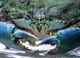 Crab2322r