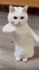 venusVreal