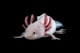 axolotlcreates64