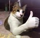 Gato