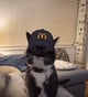 Whoisthat212_Cat