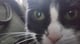 Gaggycat_boy