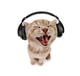 headphone_cat