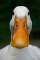 ElectricDuck