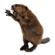 Jaxonthedev