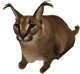 random_user