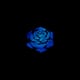 BlueRose