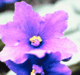 nightshade222
