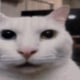 squidy_