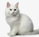KittyTheKitty