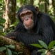 Chimpanzee