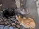 Gray_And_Black_And_Orange_Cat