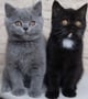 Blackandgraycat