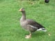 sillygoose72