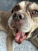 OfficialDog