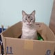 gatosigmo