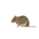 nothrethianbutwebsim