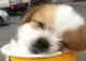 pawverized