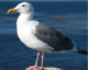Seagulls