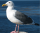 Seagulls