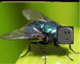 DynamicFly