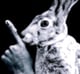 ShhhRabbit