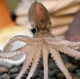 SquidGamer