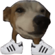 BigShoeDawg