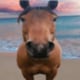 HORSEHORSE