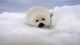 Seallover23450