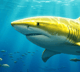 LemonShark
