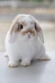 Bunni