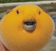 BobTheBlob
