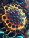 amoeba_007
